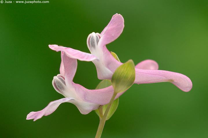 Corydalis cava / Colombina cava